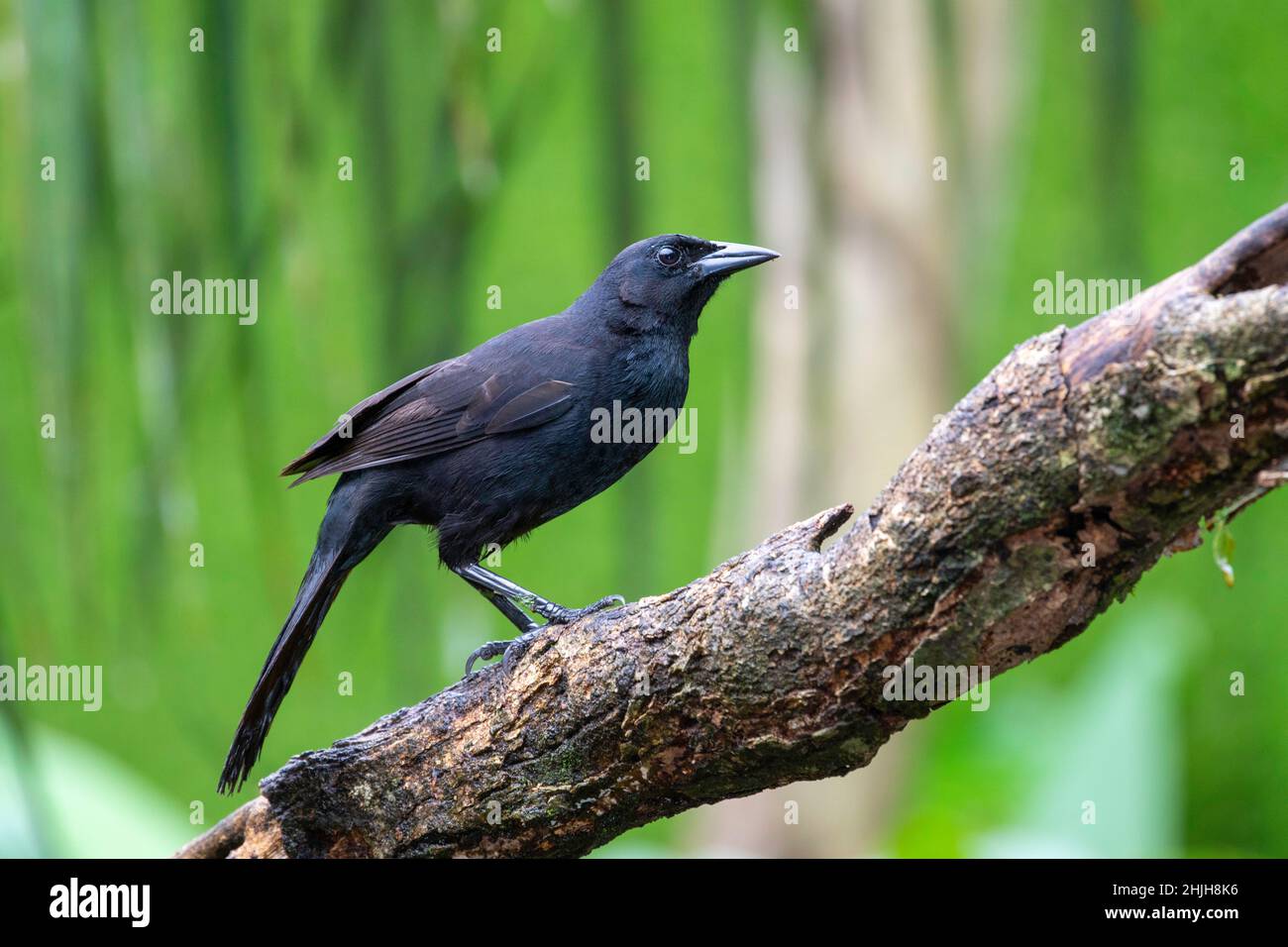 Melodious Blackbird  Dives dives Sarapiqui, Heredia, Costa Rica 19 March 2019       Adult       Icteridae Stock Photo