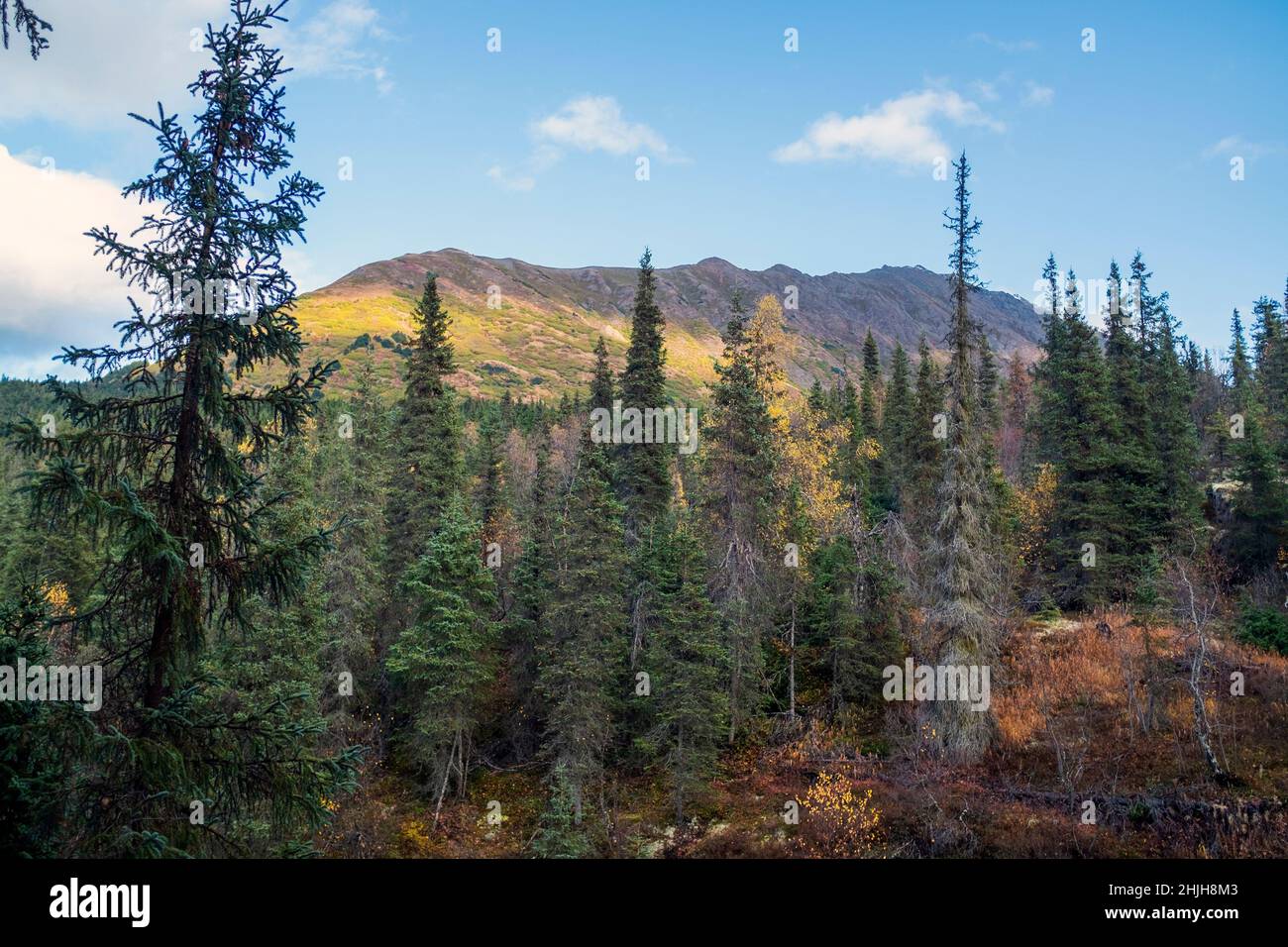 Fall colors in the Chugach State Park in the black spruce forest. Stock Photo