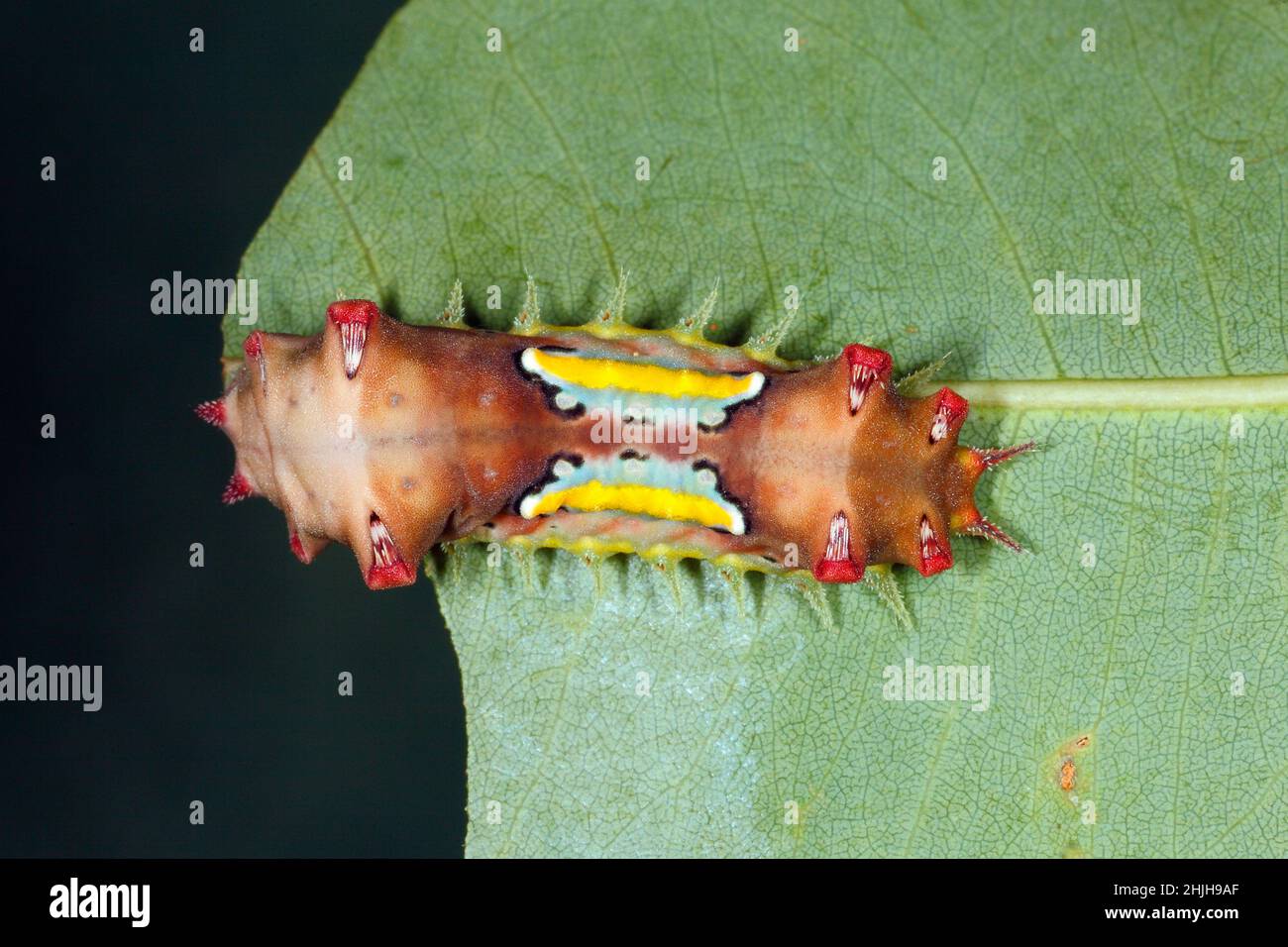 Mottled Cup Moth caterpillar, Doratifera vulnerans. These caterpillars have stinging spines that contain toxins, and they evert their spines when dist Stock Photo