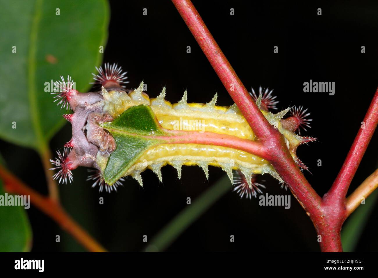 Mottled Cup Moth caterpillar, Doratifera vulnerans. These caterpillars have stinging spines that contain toxins, and they evert their spines when dist Stock Photo