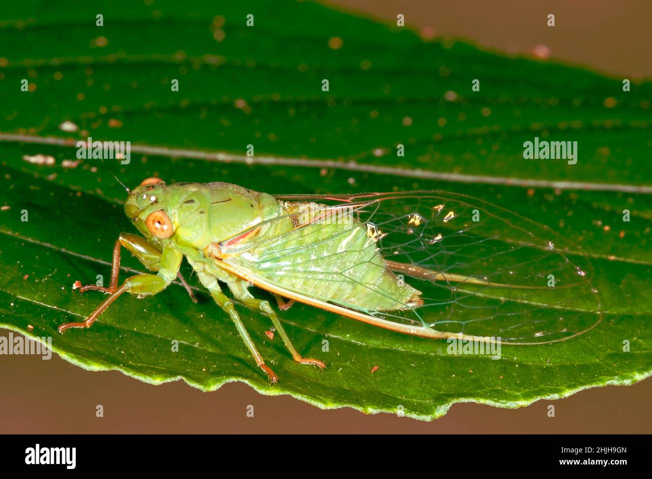 Small Bottle Cicada, Chlorocysta vitripennis. Also known as Lesser Bottle Cicada. Coffs Harbour, NSW, Australia Stock Photo