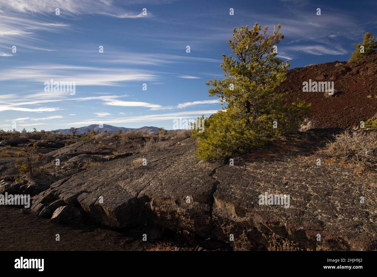 A limber pine tree growing out of a lava pressure ridge along the ...