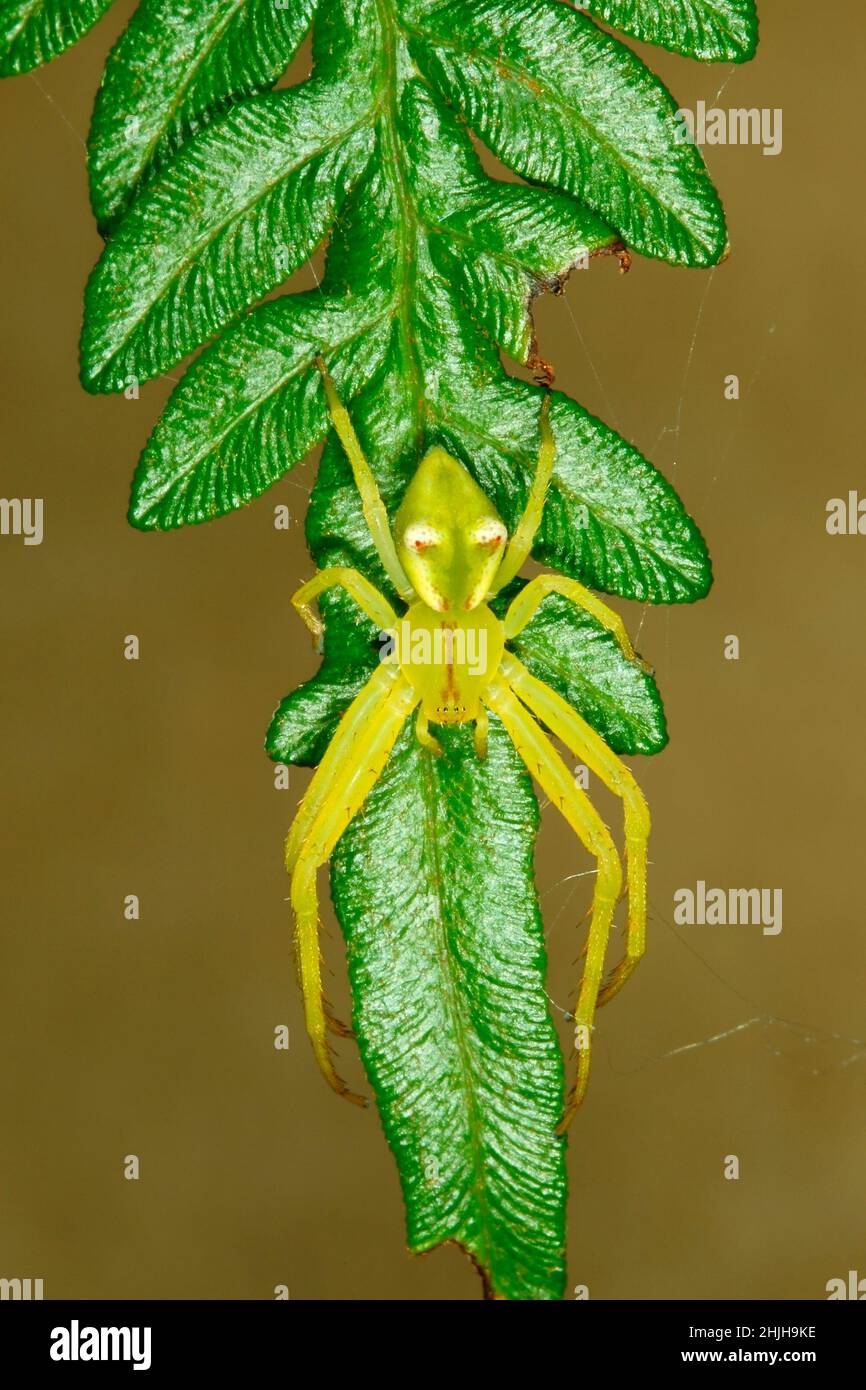 Redtipped Crab Spider, Sidymella rubrosignata. Endemic to Australia
