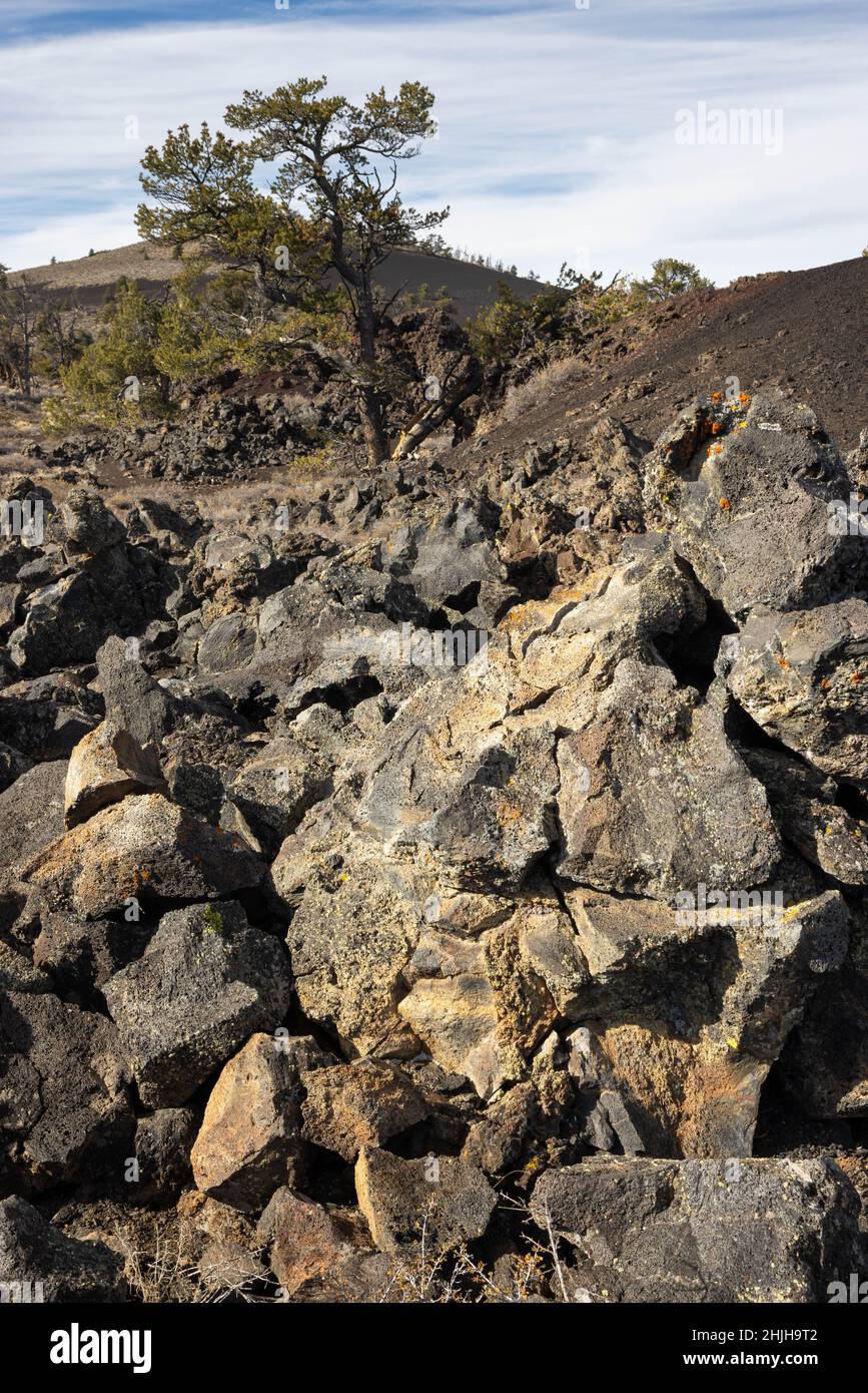 A wall of lava rocks piling up below a limber pine tree along the Devil's Orchard Trail. Craters of the Moon National Monument, Idaho Stock Photo