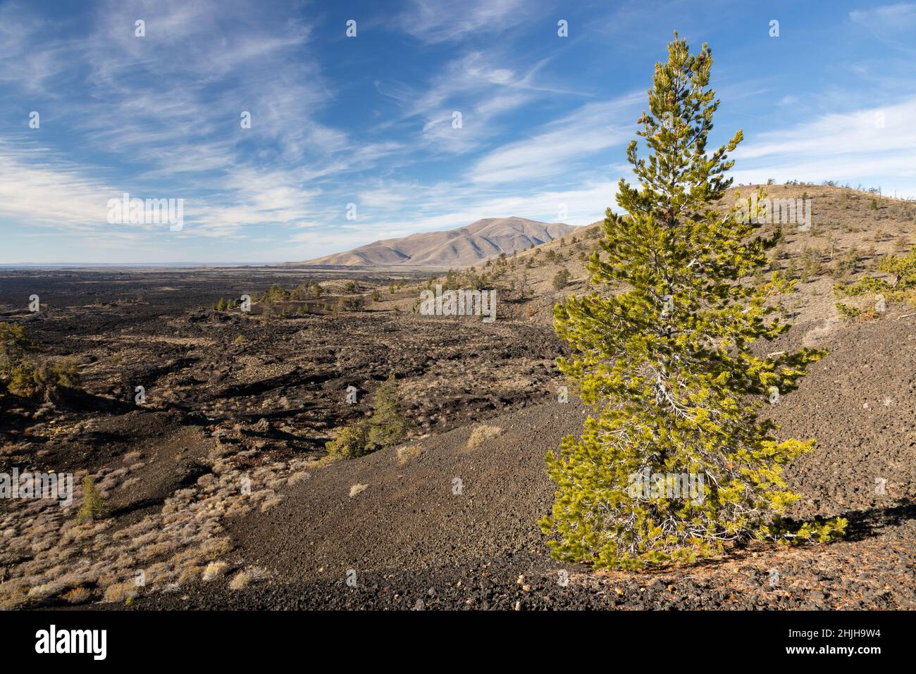 A large limber pine tree growing along the side of the Big Craters below the North Crater Trail. Craters of the Moon National Monument, Idaho Stock Photo