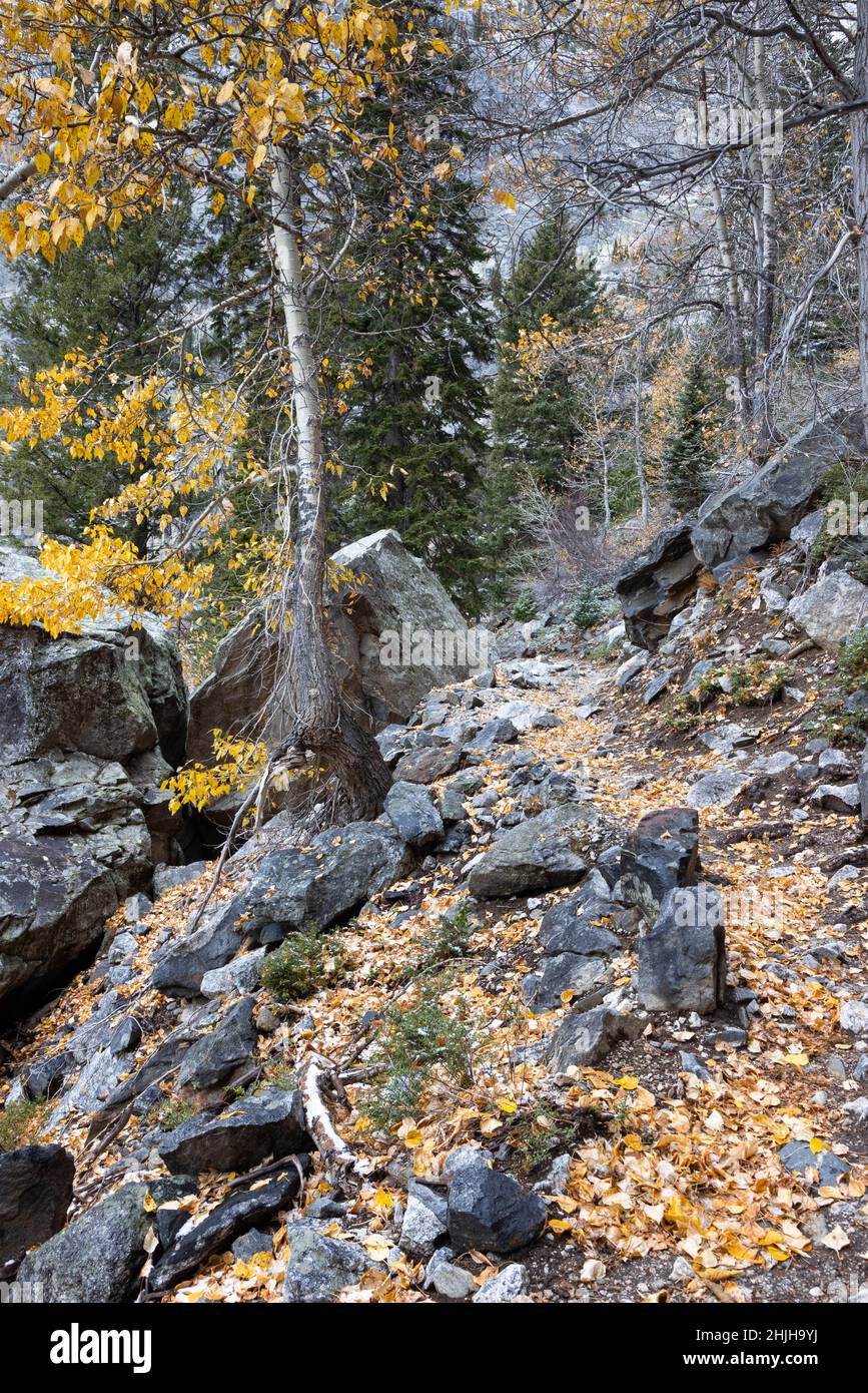 Late fall leaves on cottonwood trees falling on the Death Canyon Trail ...
