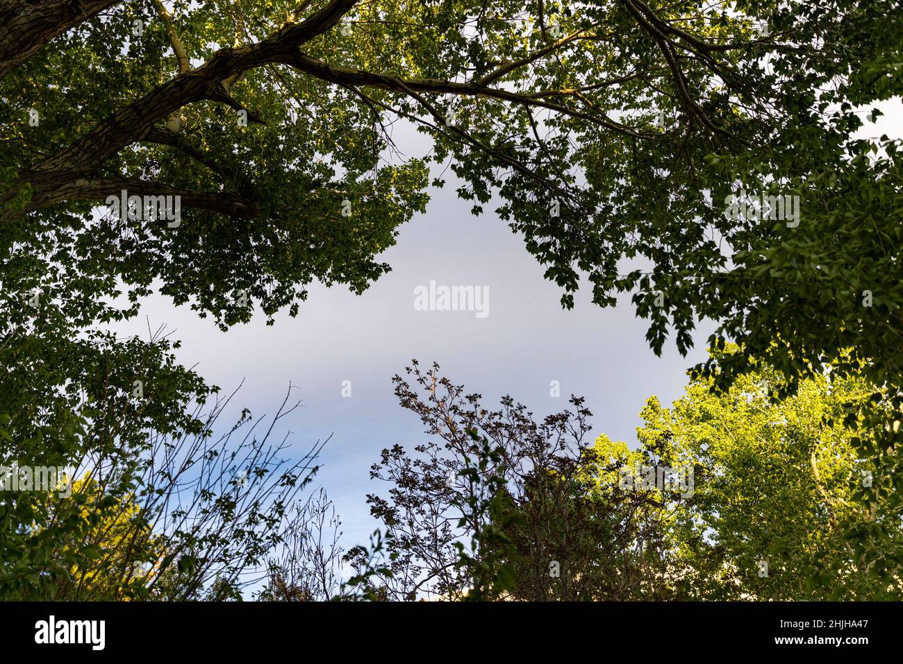 Natural frame made out of tree branches and leaves with middle sky open