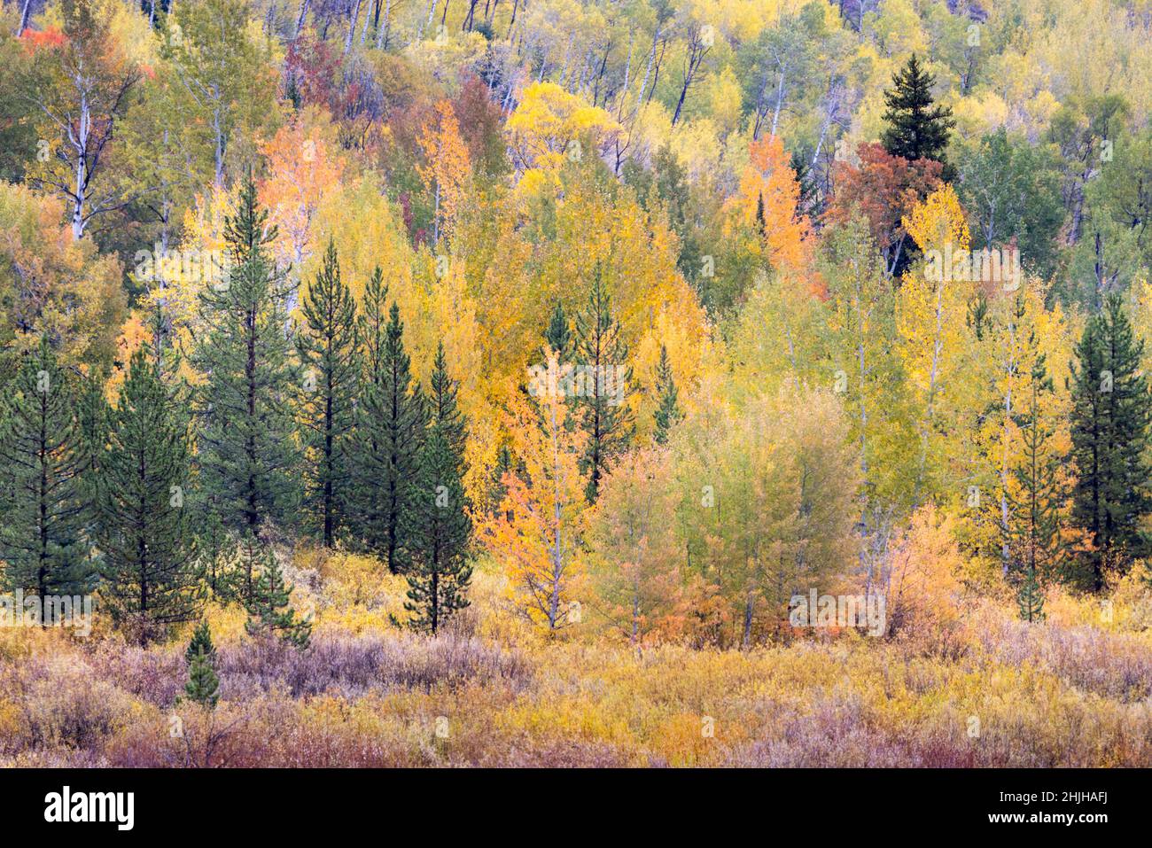 Aspen and willow trees mixing with evergreen trees to create colorful