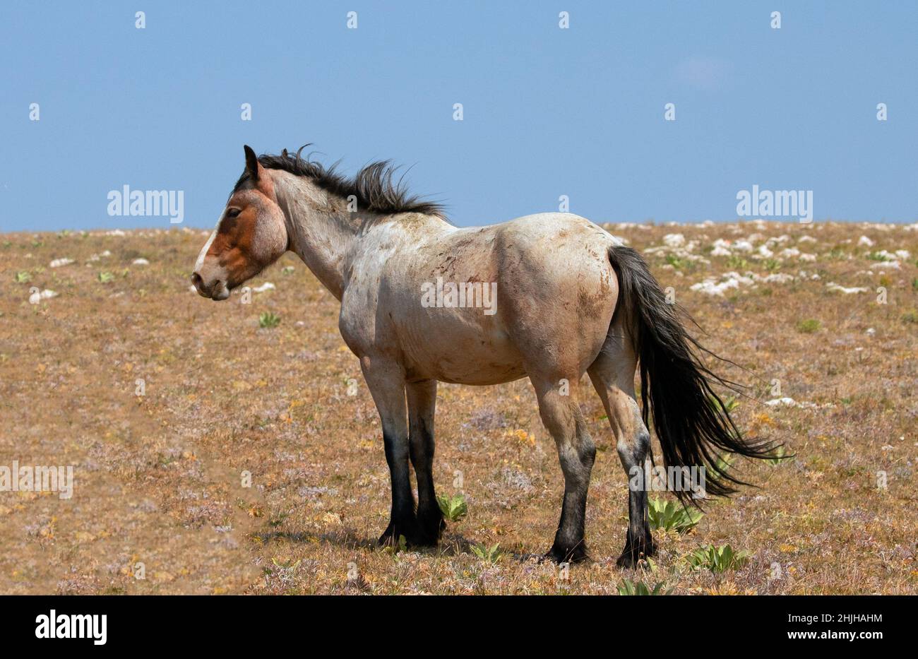 Windblown Red Roan Wild Horse Mustang Stallion on Sykes Ridge in the Pryor Mountains Wild Horse Range on the border of Wyoming in the United States Stock Photo