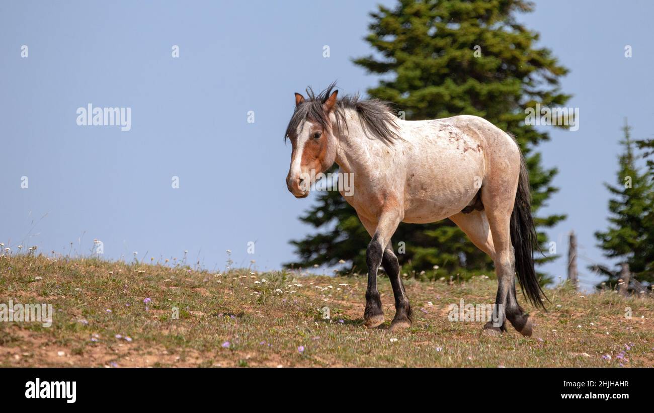 Cinnamon Red Roan Wild Horse Mustang Stallion on Sykes Ridge in the Pryor Mountains Wild Horse Range on the border of Wyoming in the United States Stock Photo