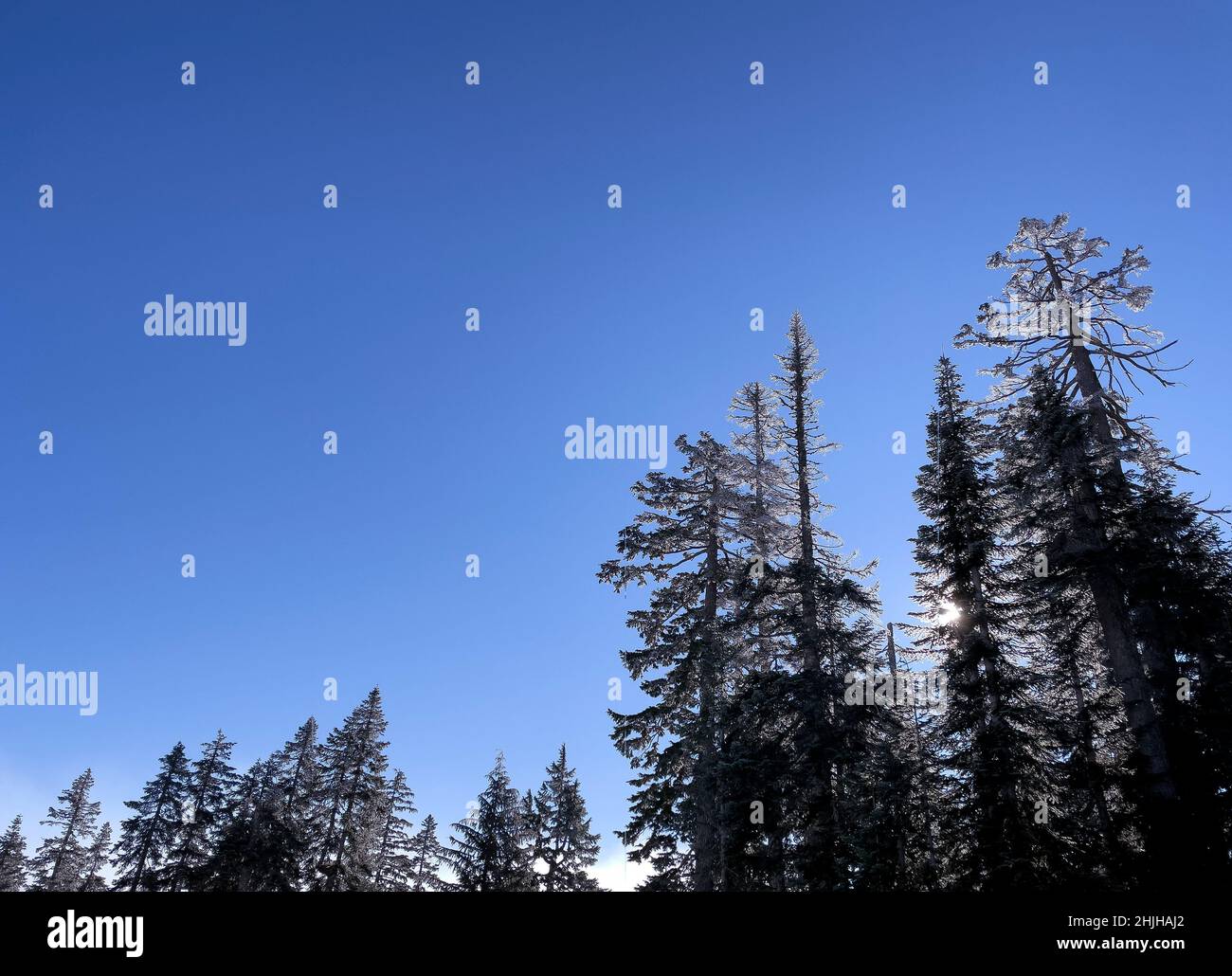 Evergreen trees winter hi-res stock photography and images - Alamy