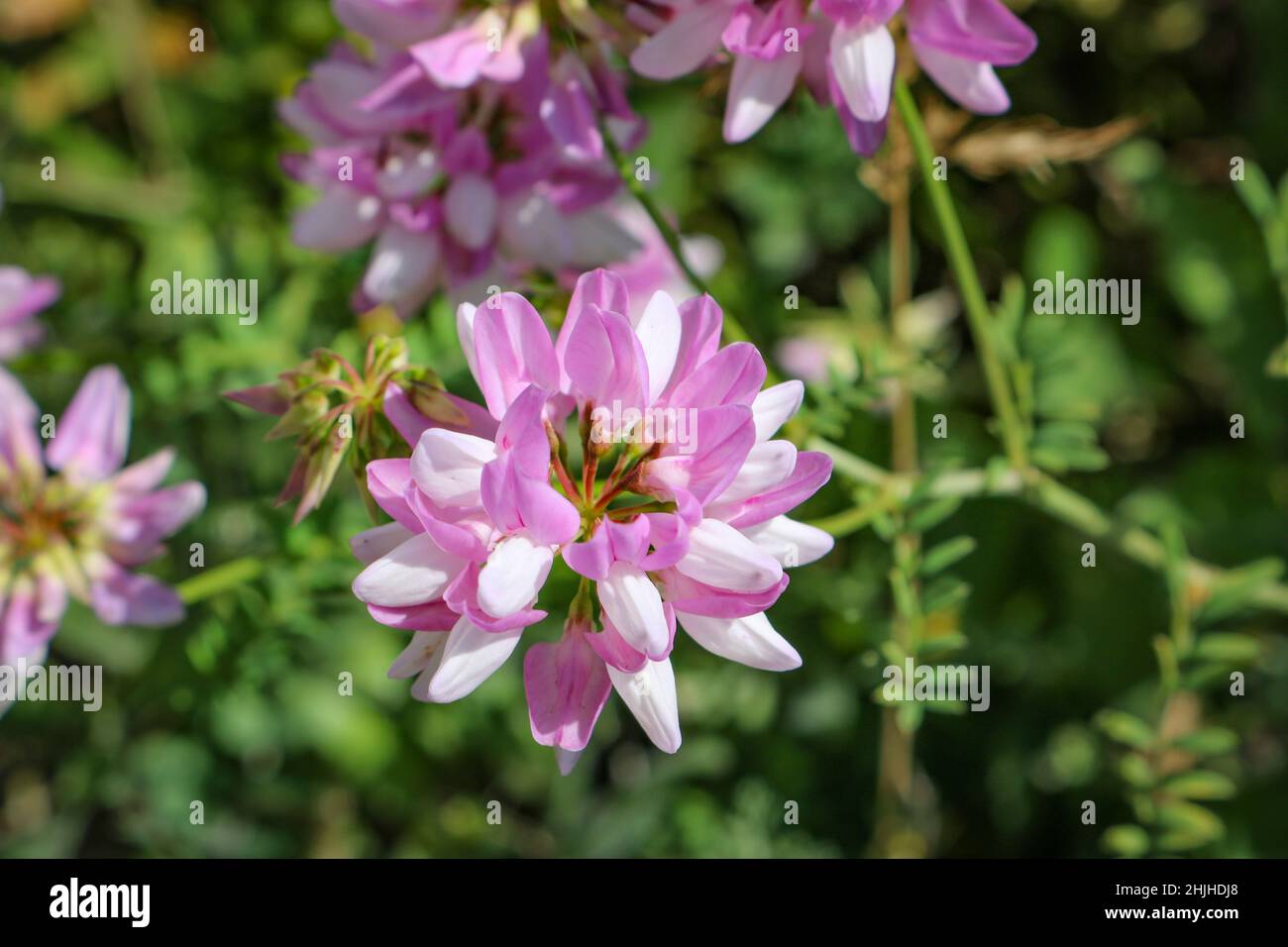 Purple crown vetch (Securigera varia) pink flower close up. Stock Photo