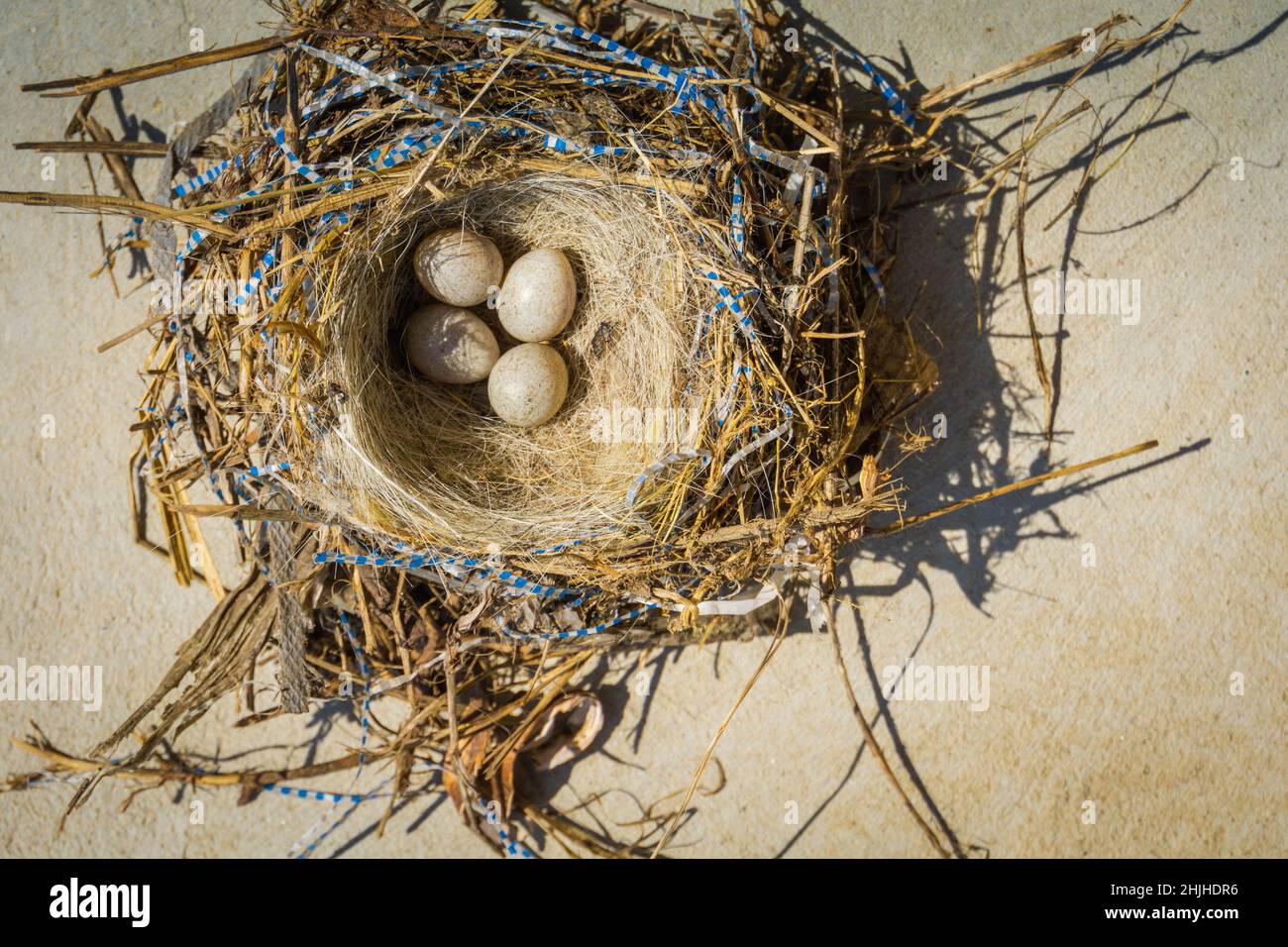 Four small bird eggs in the nest, close up background Stock Photo - Alamy