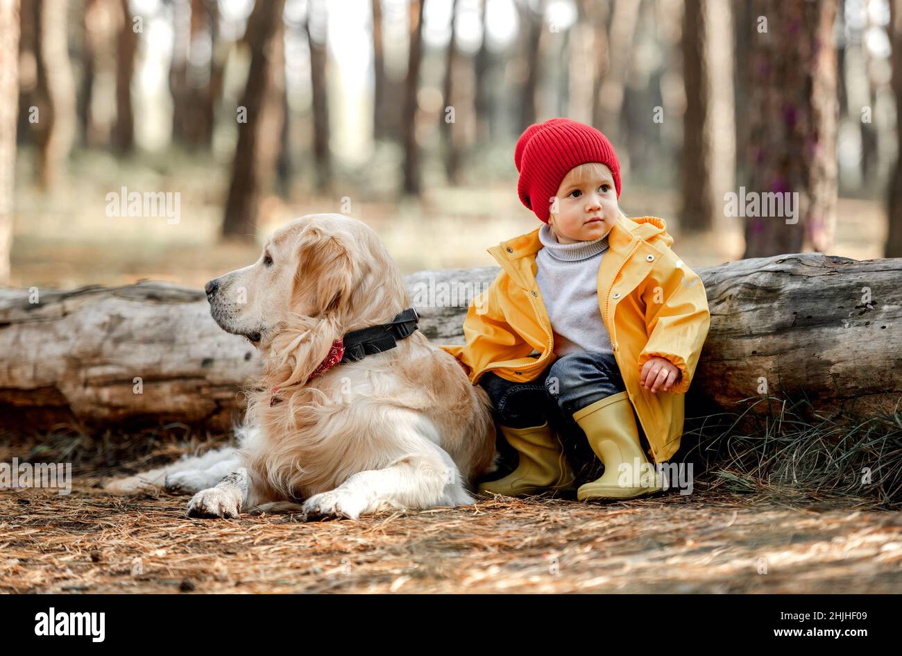 Little girl with golden retriever dog in the forest Stock Photo