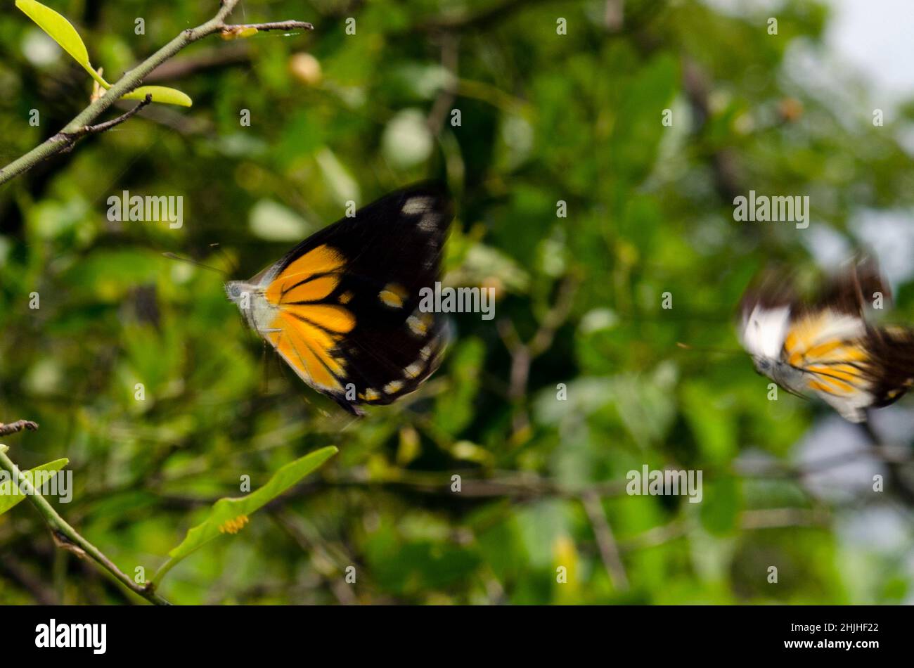Pair of Butterflies, Delias sp, in flight, West Bali National Park, near Menjangan Island, Buleleng, Bali, Indonesia Stock Photo