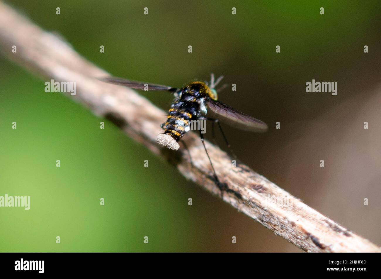 Humblefly, Bombyliidae Family, with tail covered in pollen, West Bali National Park, near Menjangan Island, Buleleng, Bali, Indonesia Stock Photo