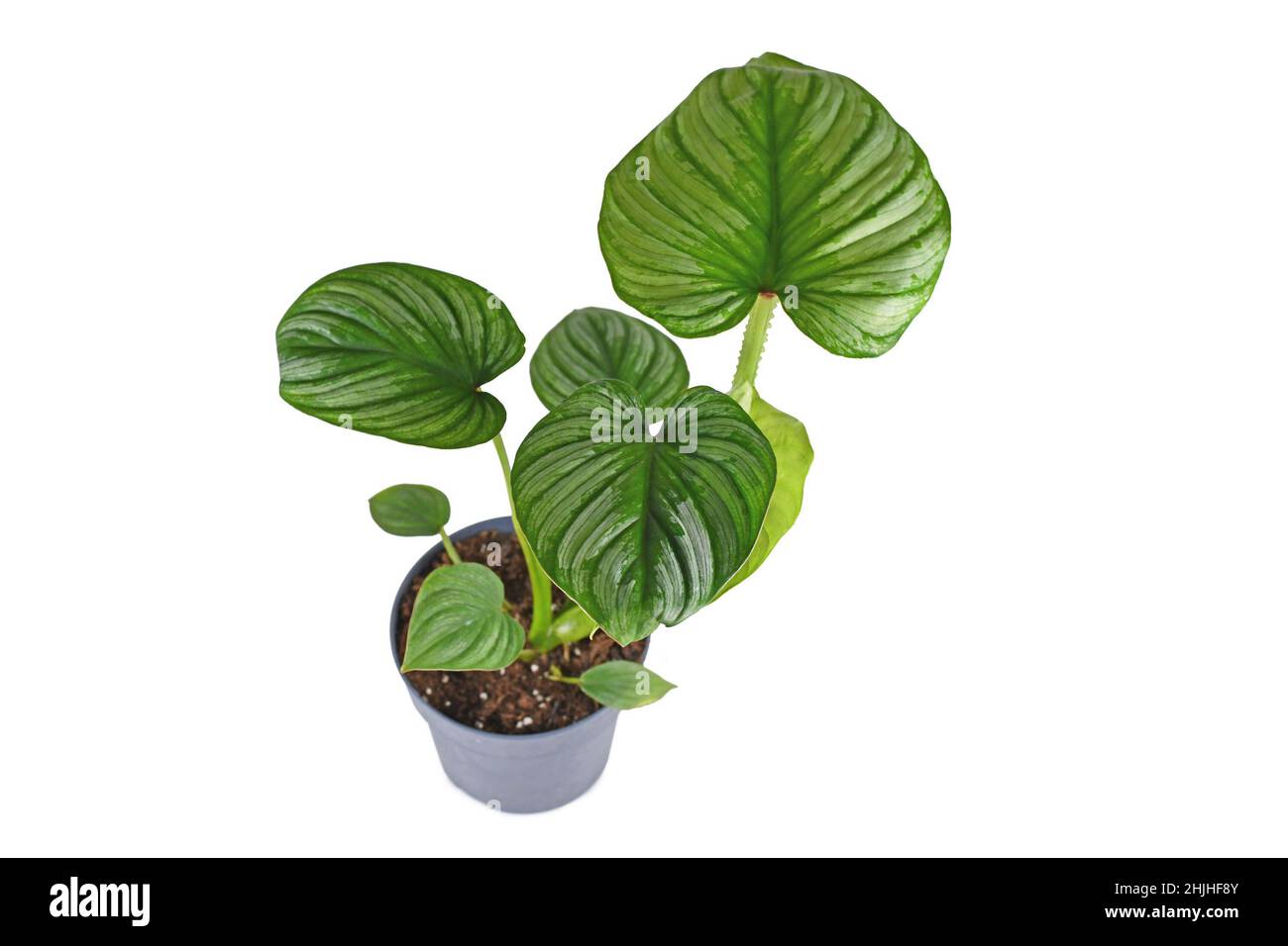 Tropical 'Philodendron Mamei' houseplant with with silver pattern in flower pot on white background Stock Photo