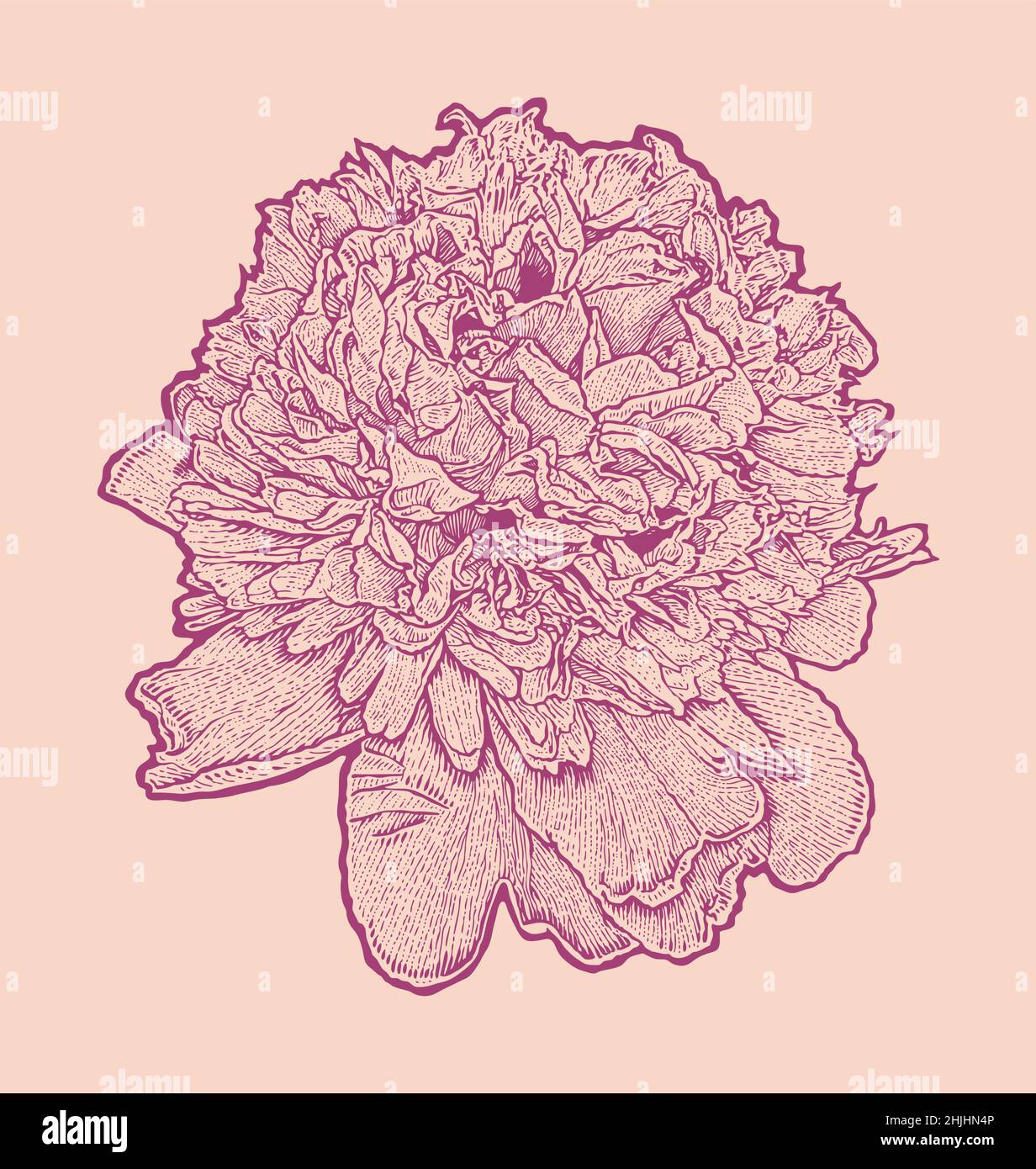 Engraved peony. hand drawn vector illustration Stock Vector Image & Art ...