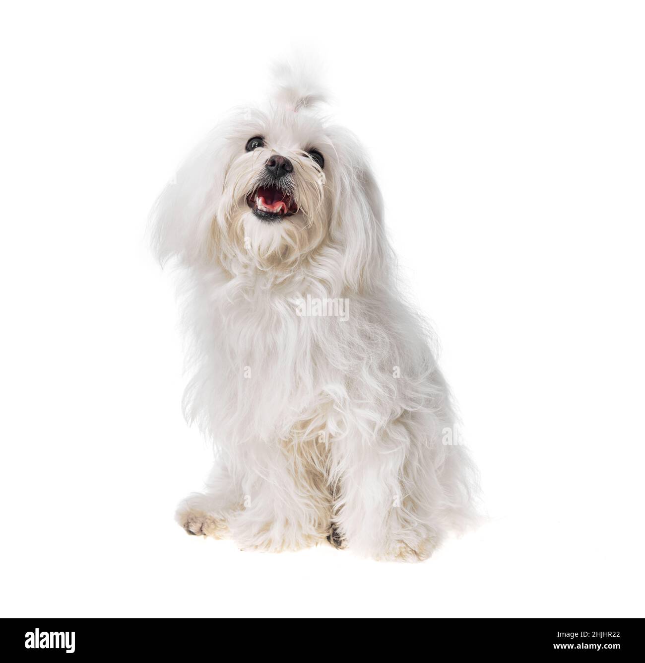 Beautiful and cute white bichon maltese dog over isolated background ...