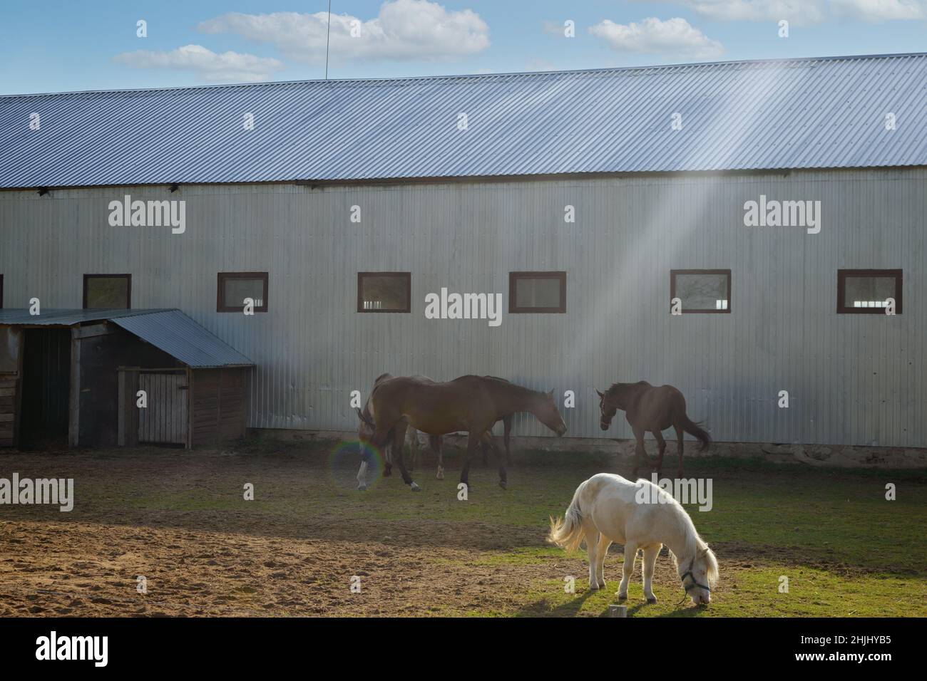 Walk In Breeding Horse breeding farm. Horses walk in a paddock under the rays of the ...