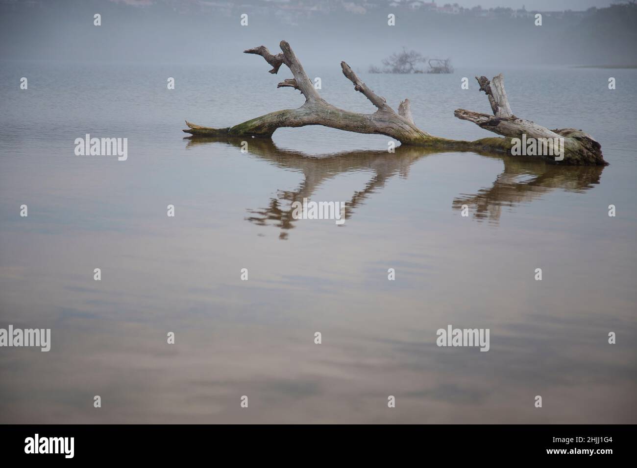 An old tree flouting in a lake. Stock Photo