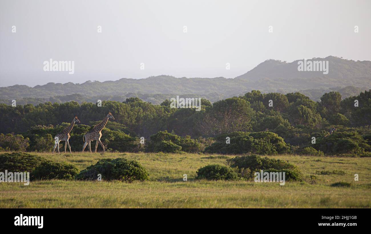 Giraffe Roaming Freely on the savannah plains Stock Photo