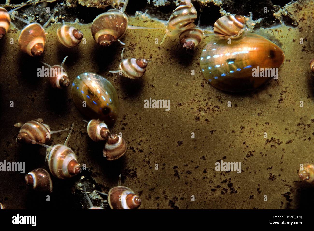Banded chink shell (Lacuna vincta) group grazing on a kelp frond, UK. Stock Photo