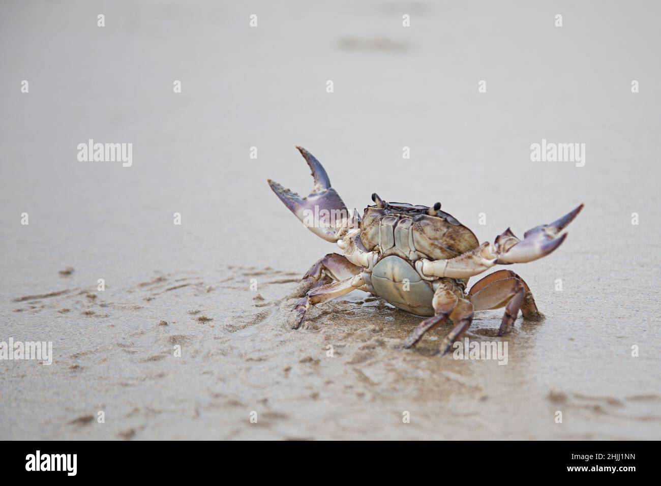 River Crab on the Beach Stock Photo