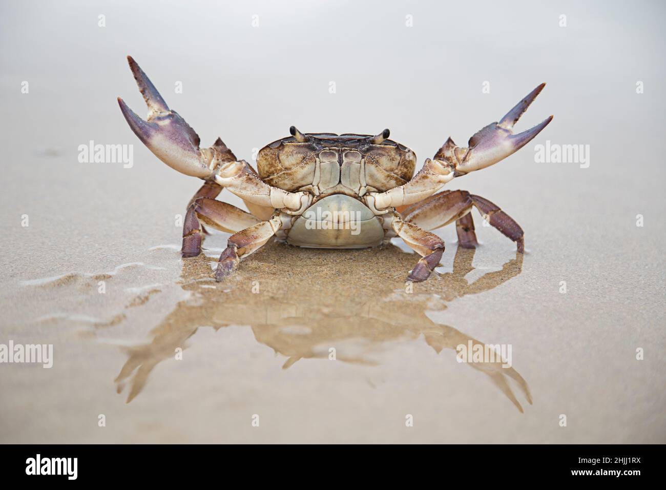 River Crab on the Beach Stock Photo