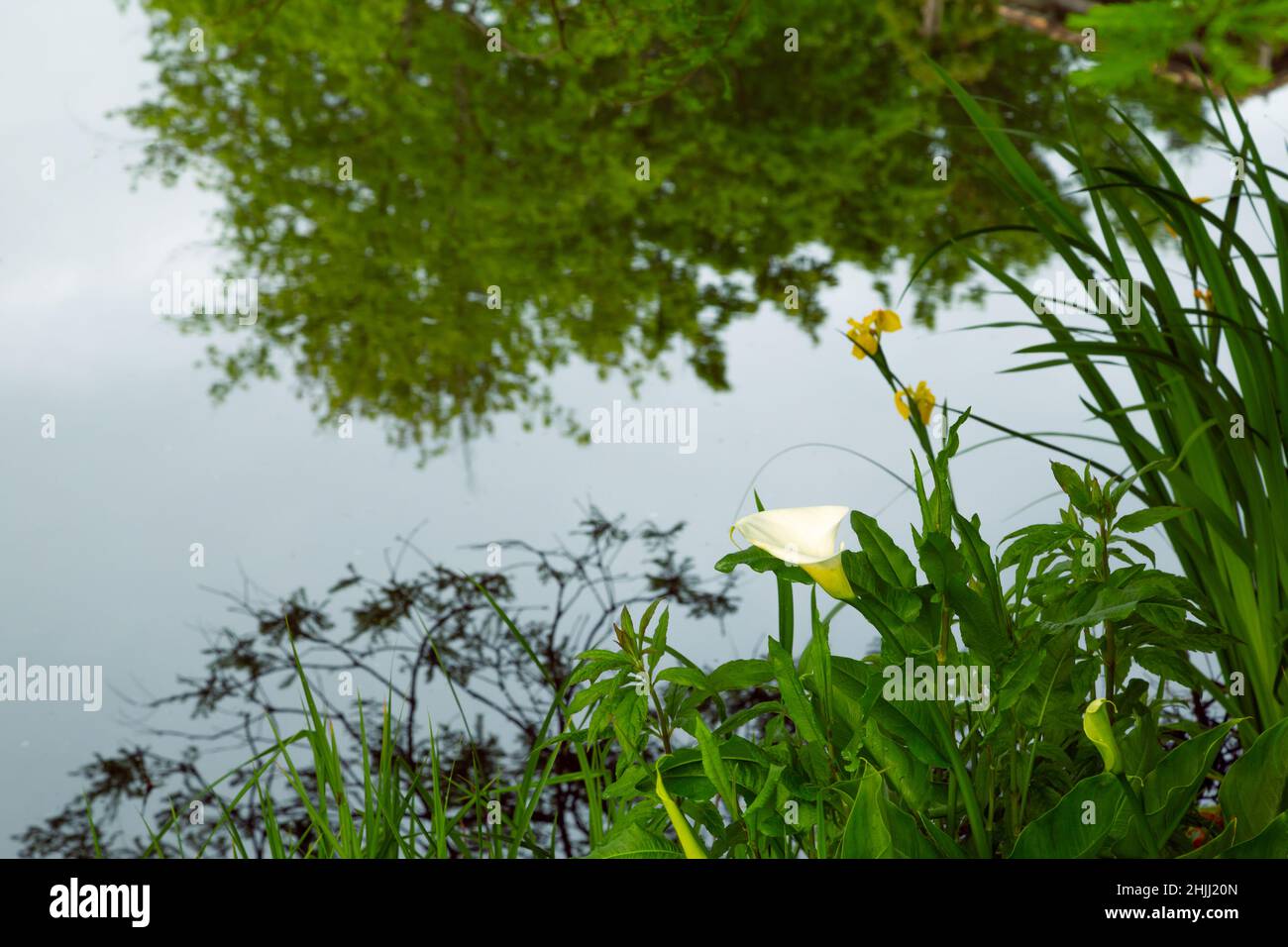 A lily looking out over a still reflective body of water Stock Photo
