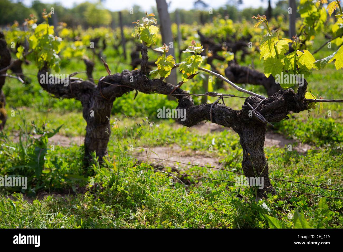 Old grape vines in spring, in a vinyard. Stock Photo