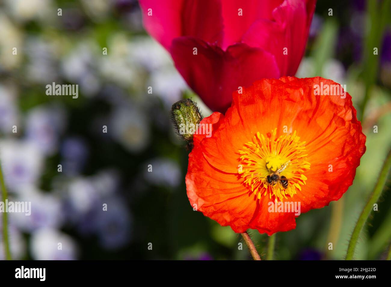 A flowering poppy being pollinated by a bee Stock Photo