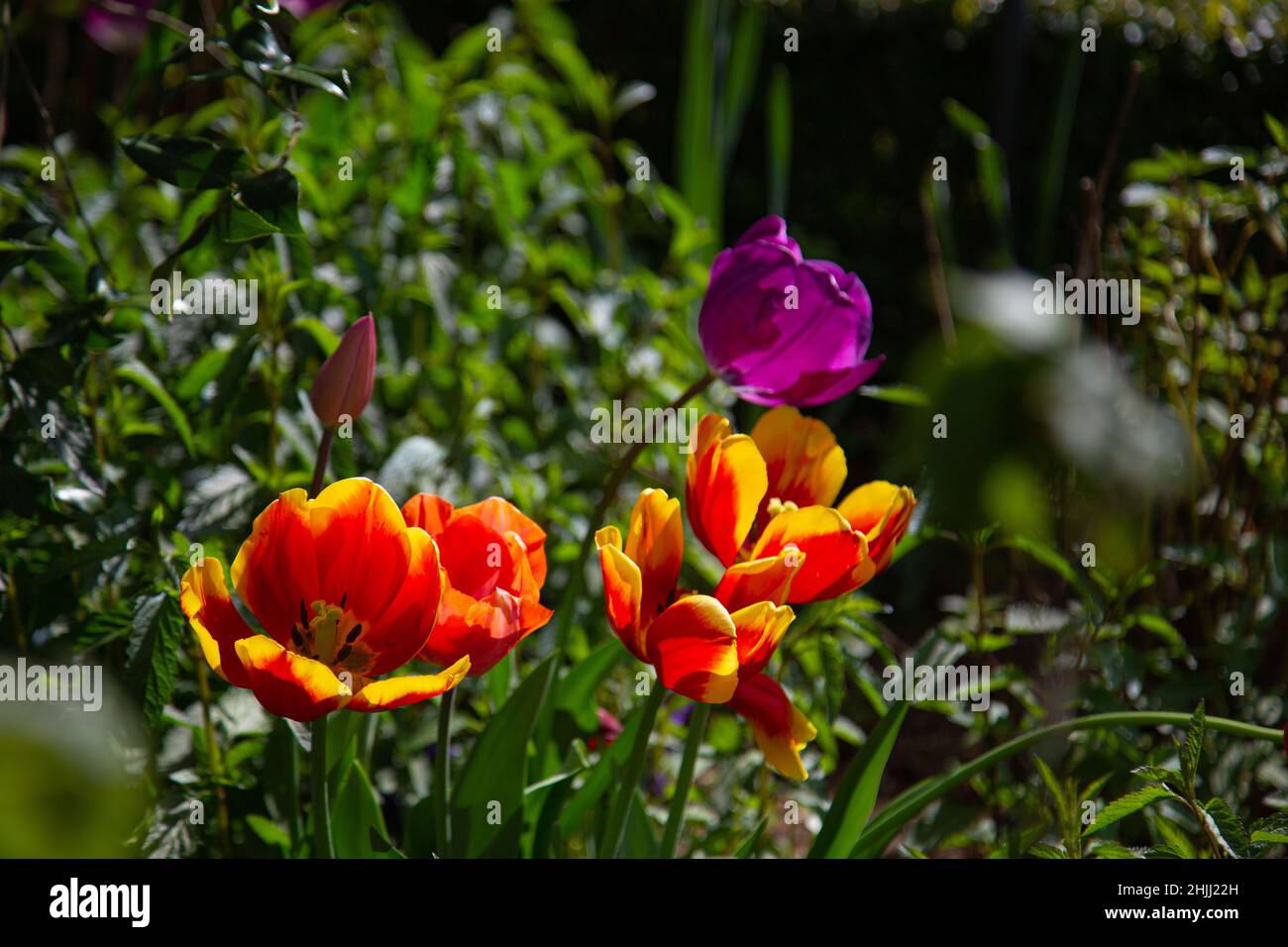 Tulips flowering in a garden in spring Stock Photo