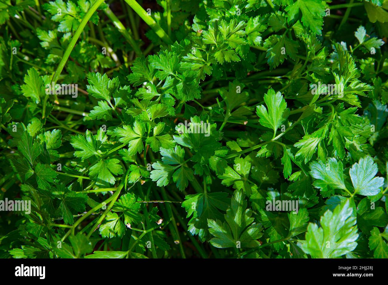 Flatleaf Parsley food background, photographed in a herb garden Stock Photo