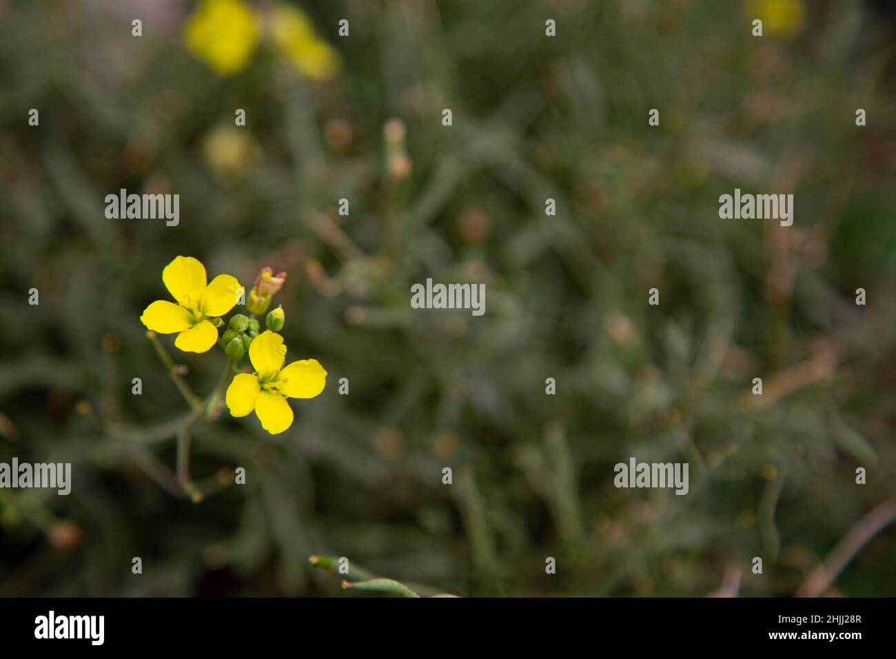 a closeup macro image of Wild Rocket Flowers in a herb garden. Stock Photo