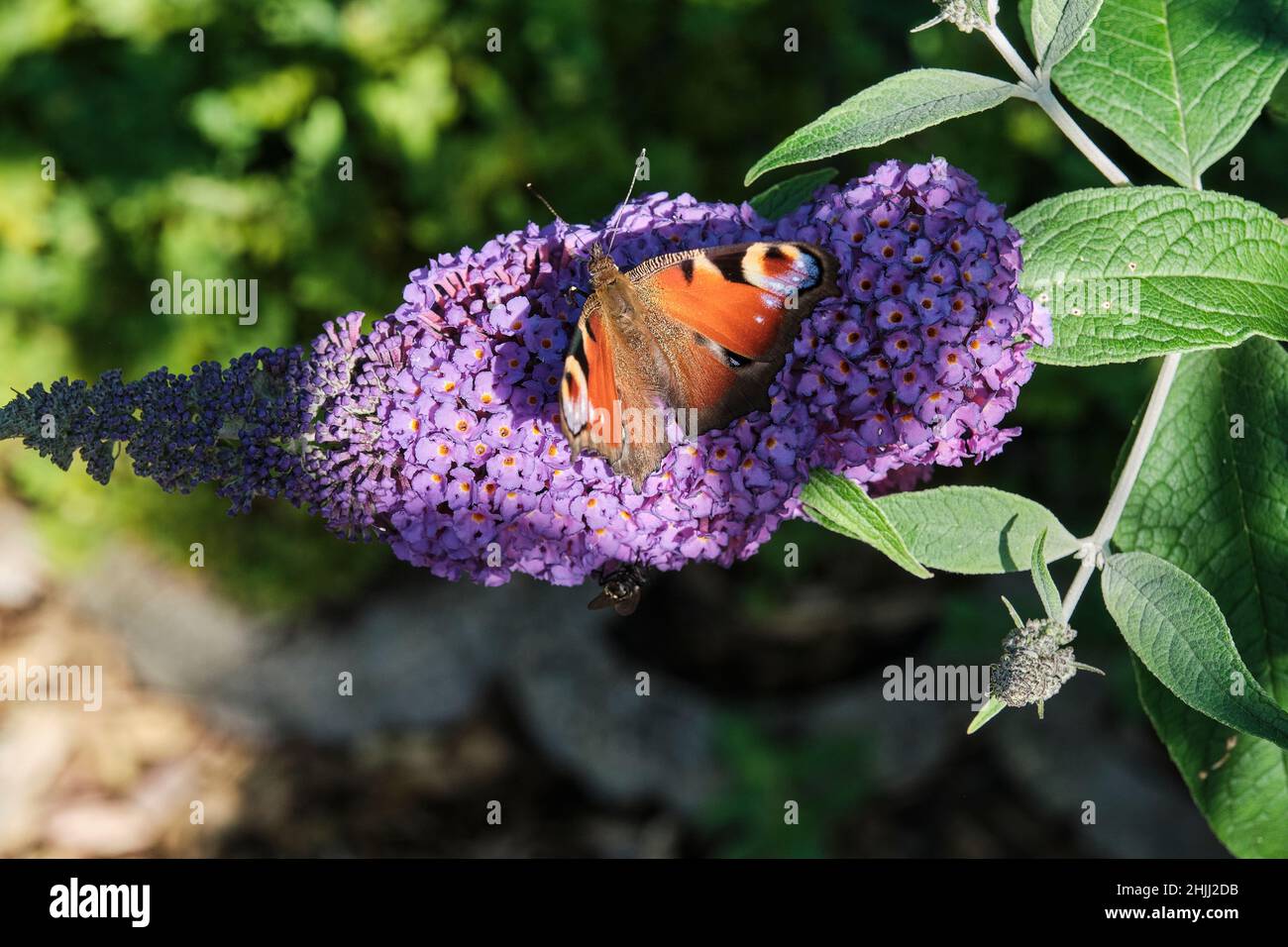 Aglais io, the European peacock, commonly known peacock butterfly, feeding on summer lilac, butterfly bush or Buddleja davidii on a sunny day. Stock Photo