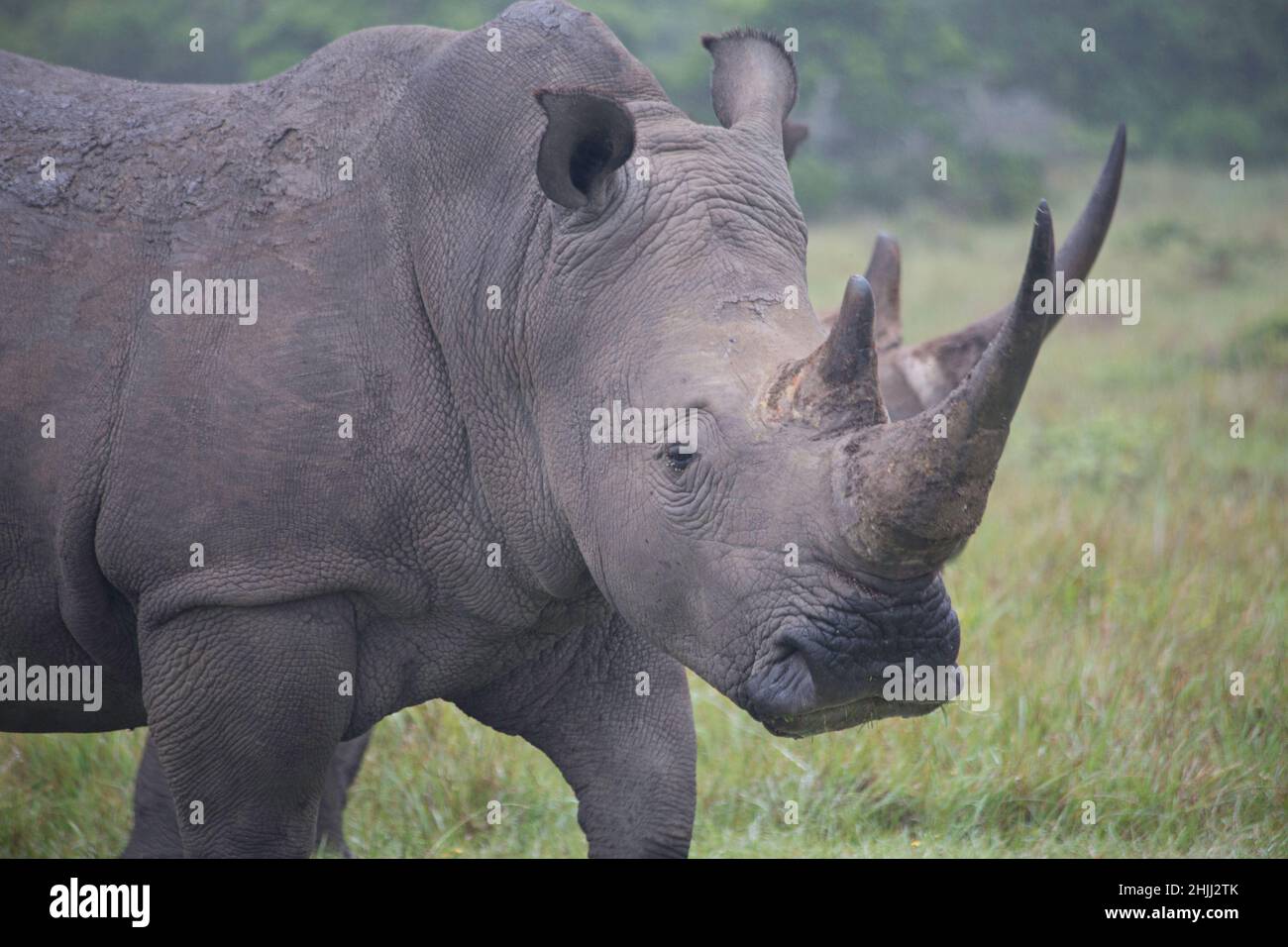 White Rhinoceros grazing on the savannah. Stock Photo