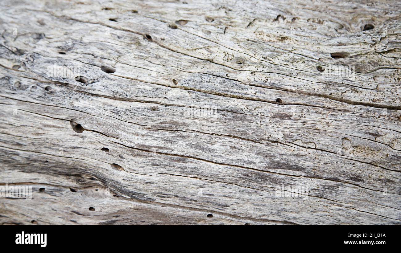 High Key Driftwood Background Stock Photo