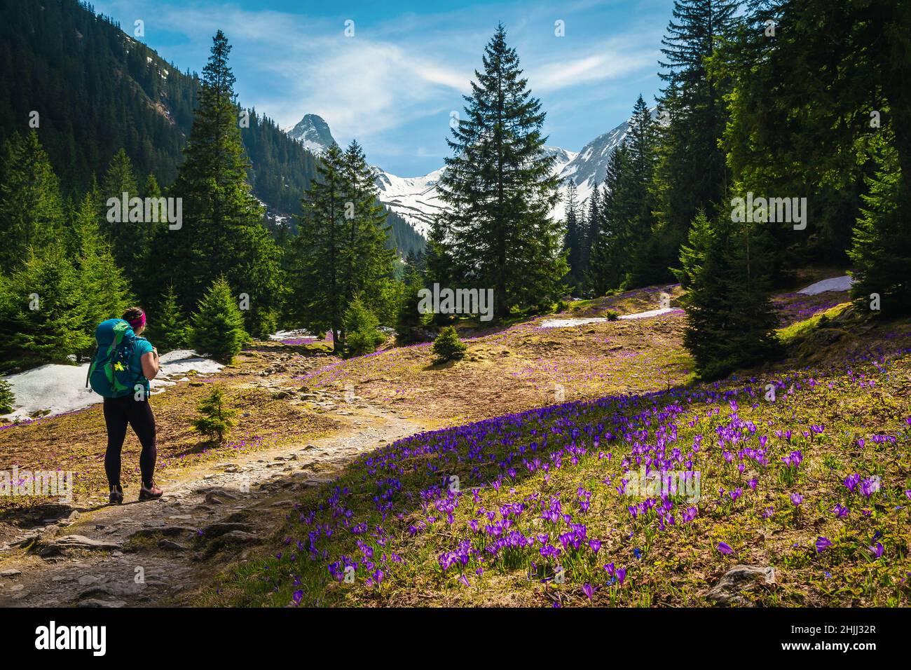 Backpacker hiker woman enjoying the view on the hiking trail. Fantastic spring scenery with crocus flowers on the forest glade, Fagaras mountains, Car Stock Photo