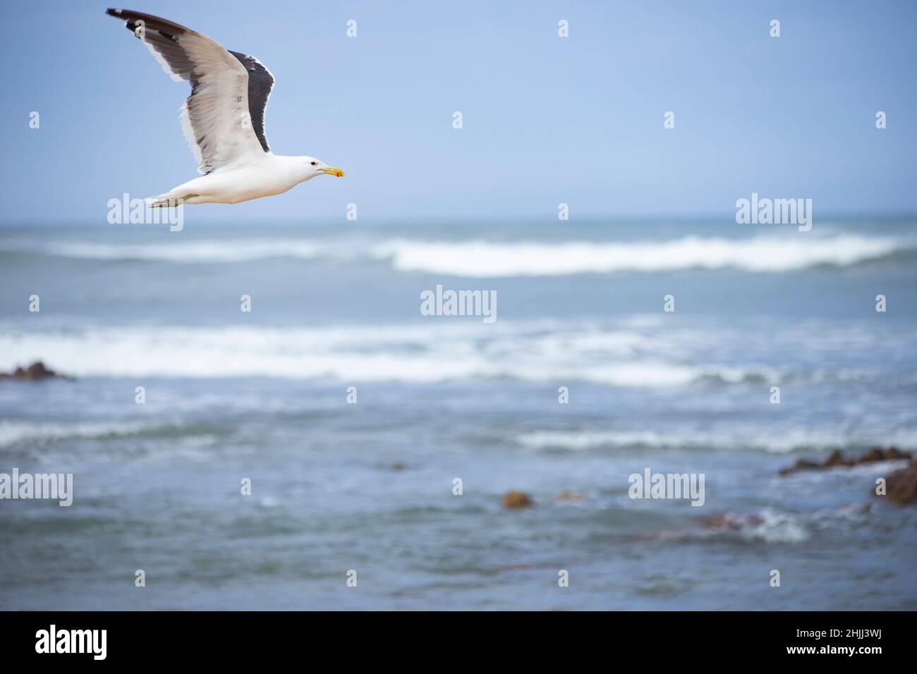 Lone Seagull in flight  over the ocean with copy space. Stock Photo