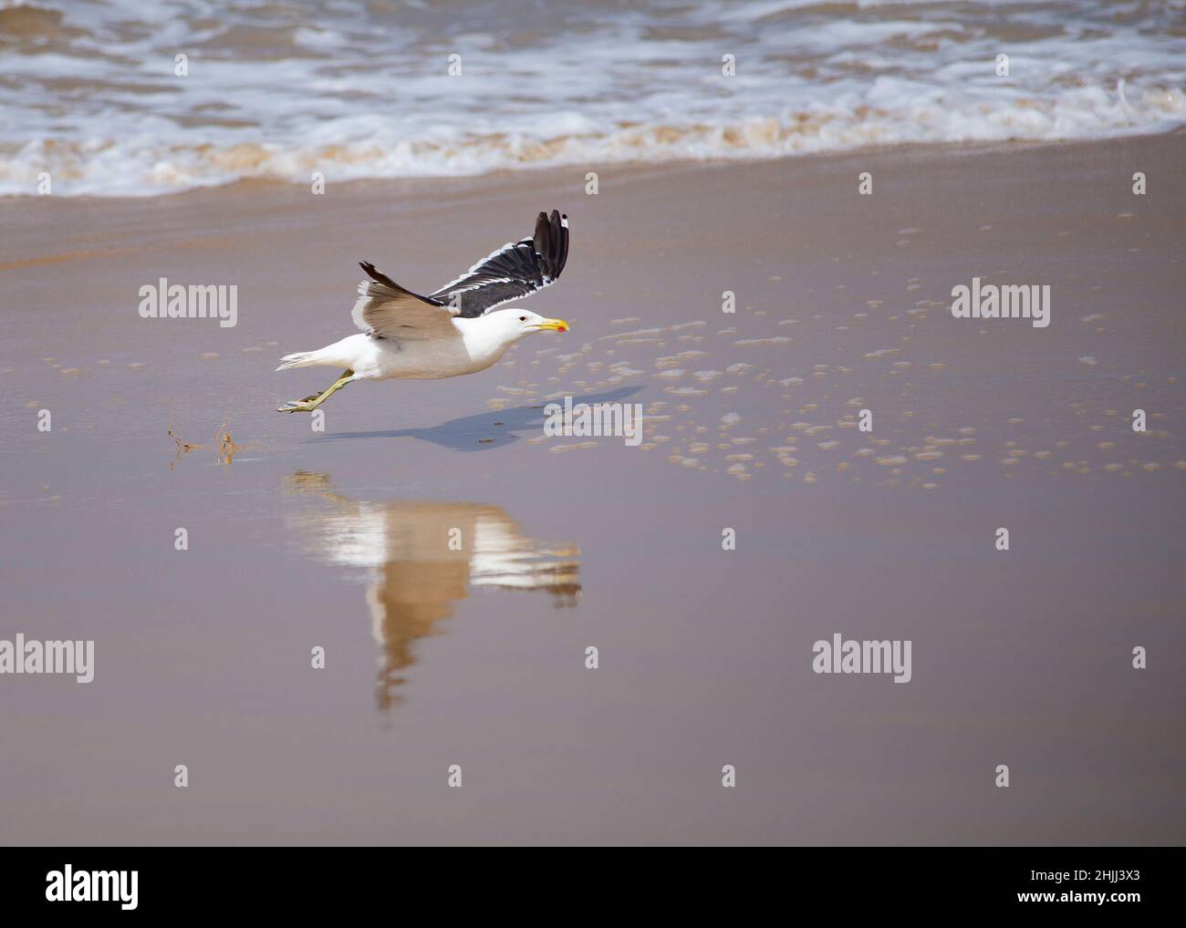 Lone seagull taking off from the sand in front of the waves. Stock Photo