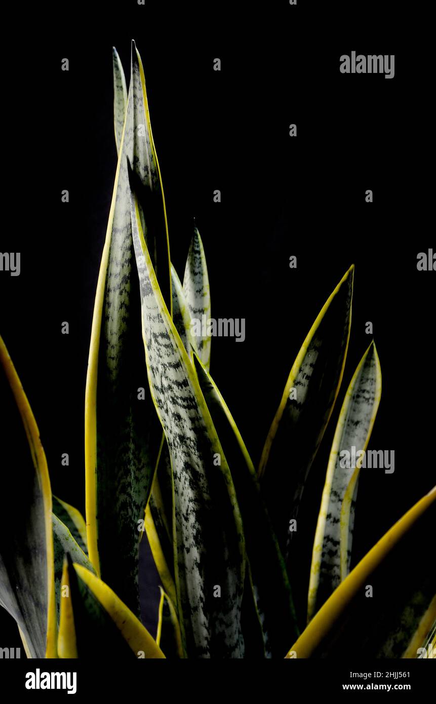 the art of beauty Sansevieria.BlackSansevieria.background Stock Photo