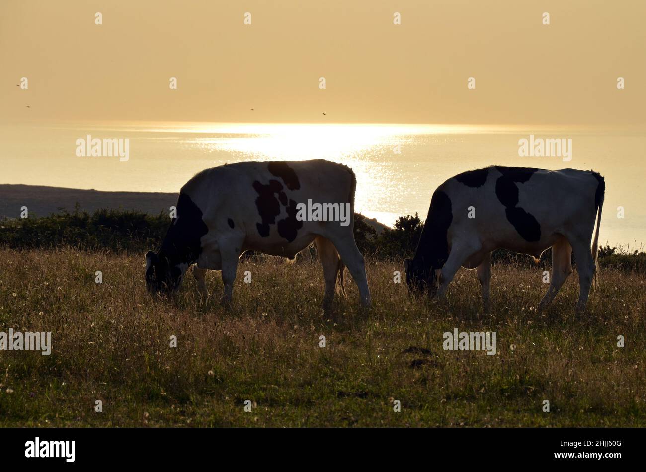 Two cows on the cliff of the bay of Douarnenez in Brittany before sunset. Stock Photo