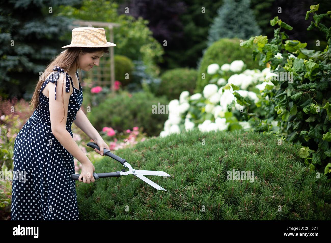 A young lady gardener trims the branches of a pine tree in her garden ...