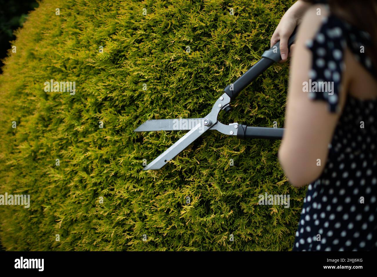 A woman cuts thuja tree branches with garden shears. Stock Photo