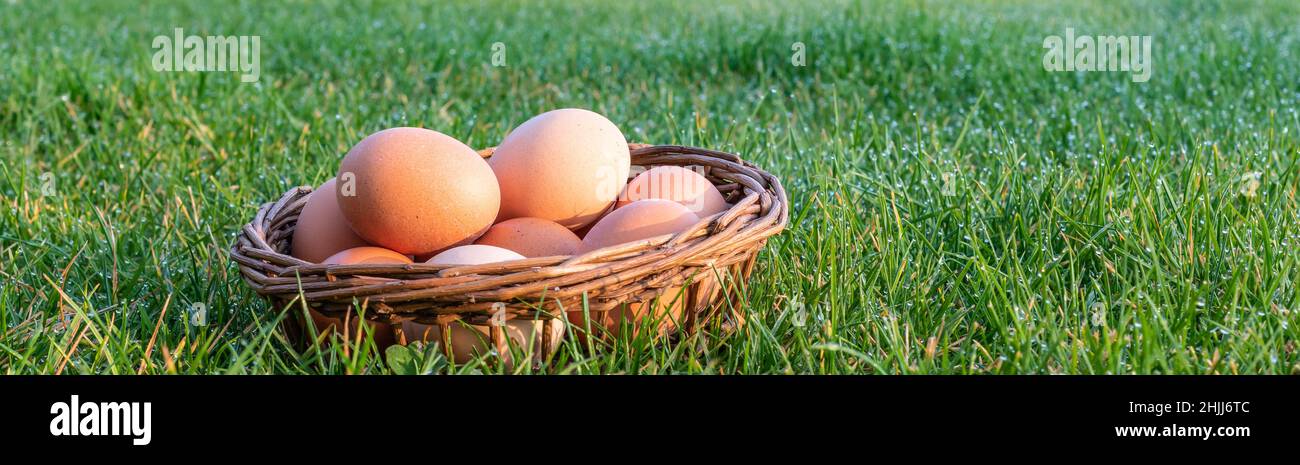 Chickens eggs in basket on the grass. Stock Photo