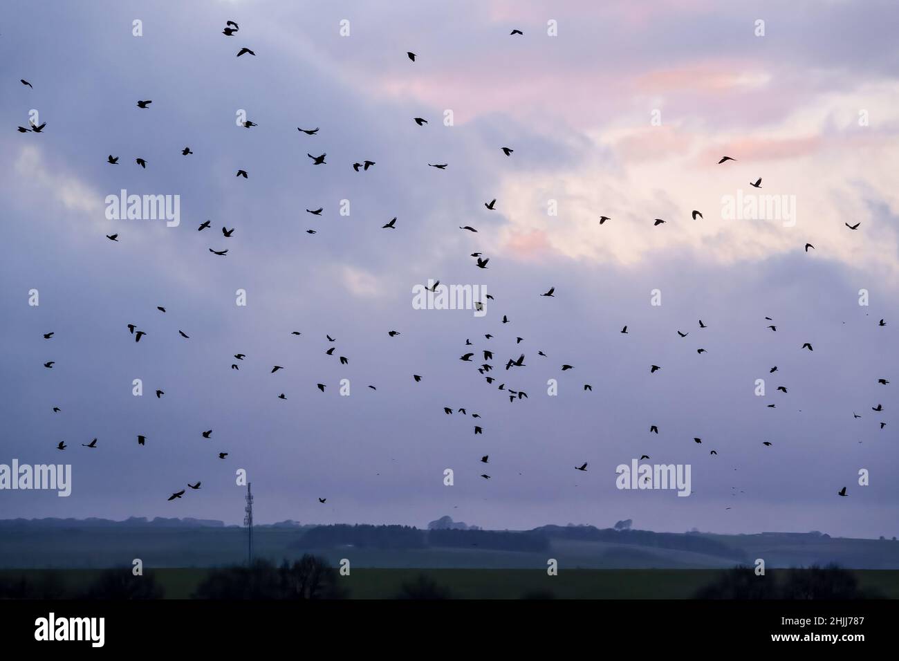 Carrion crow flock uk hi-res stock photography and images - Alamy