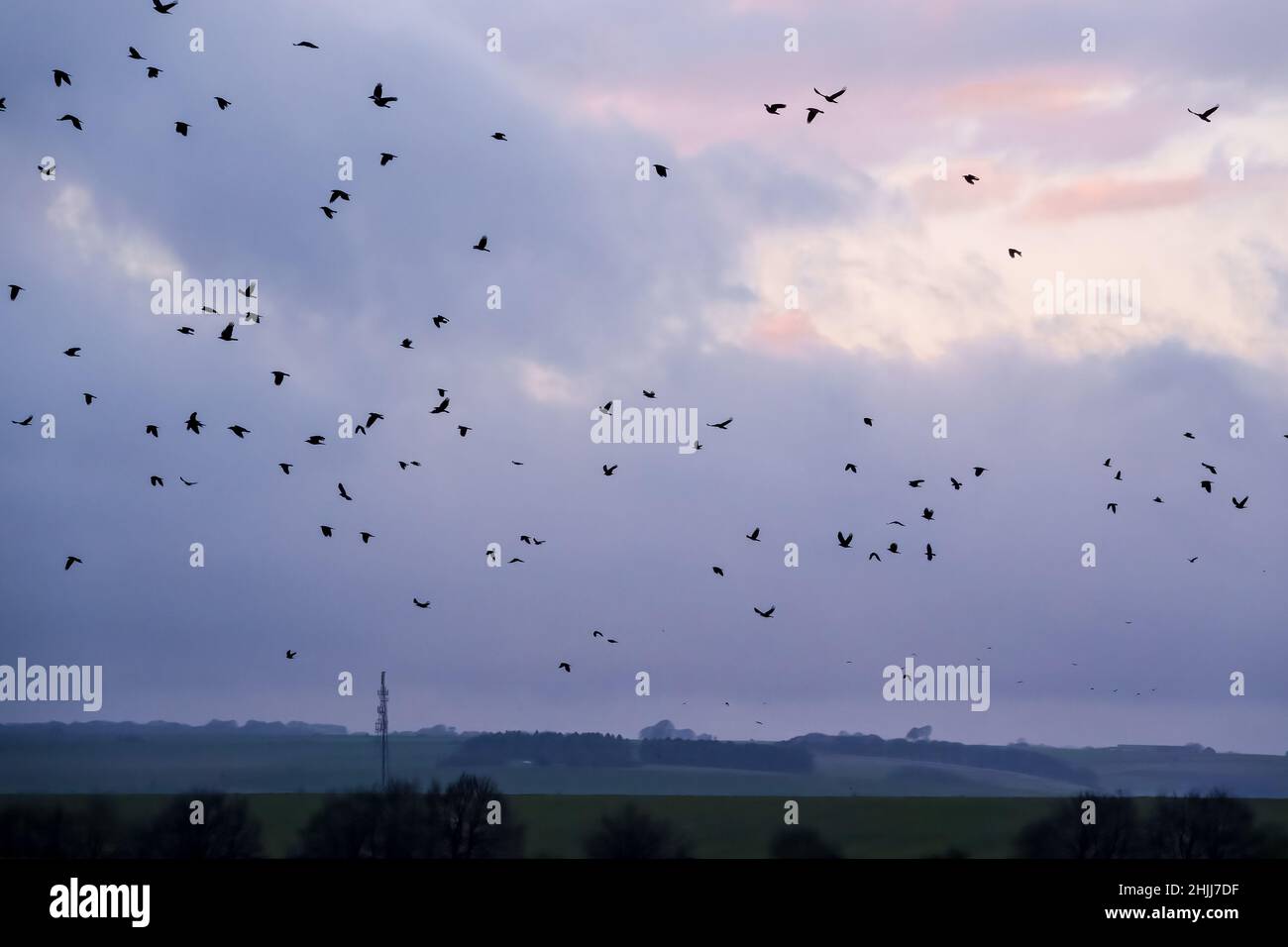 Carrion crow flock uk hi-res stock photography and images - Alamy
