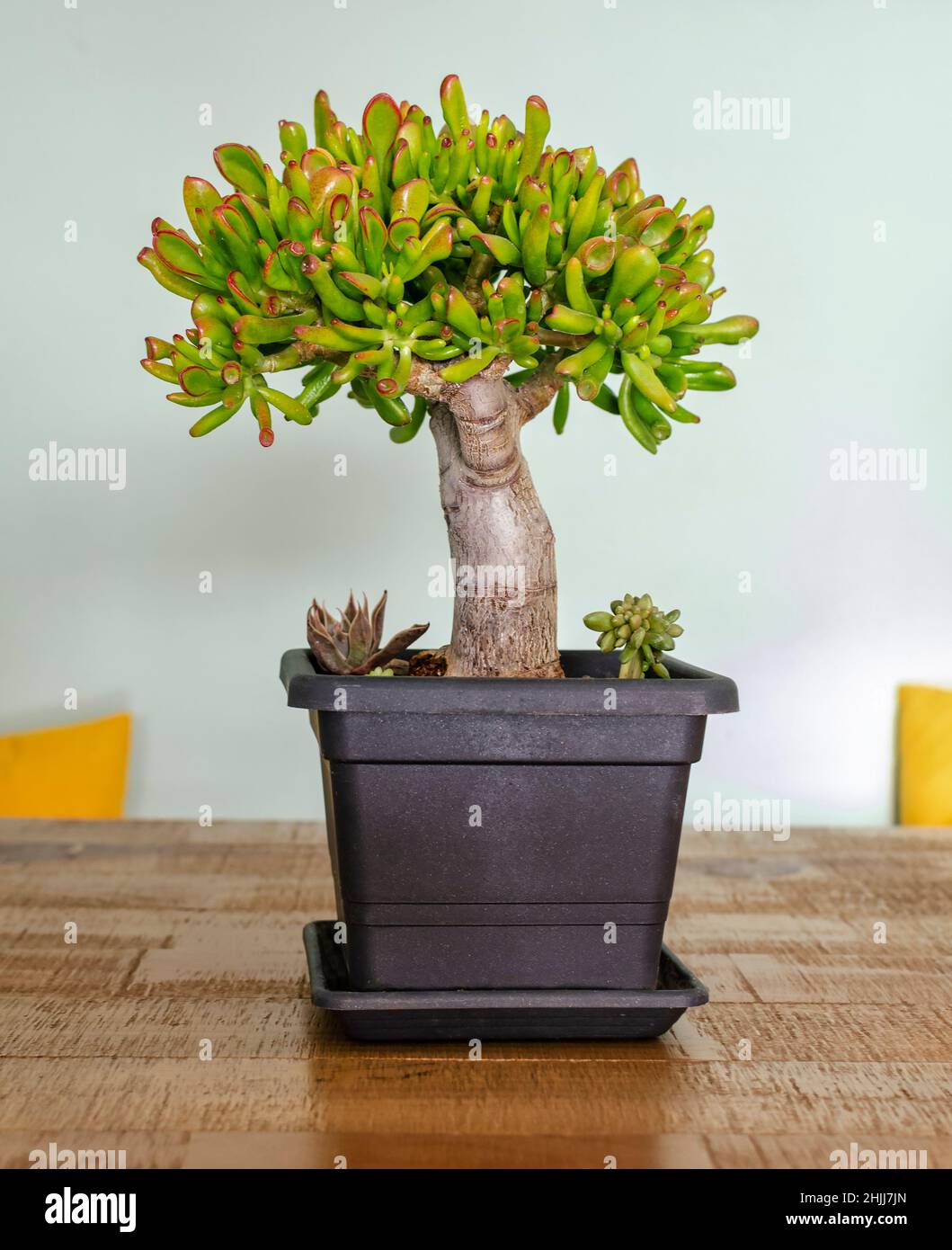 Succulent plant called Crassula ovata gollum or hobbit in a pot. Stock Photo