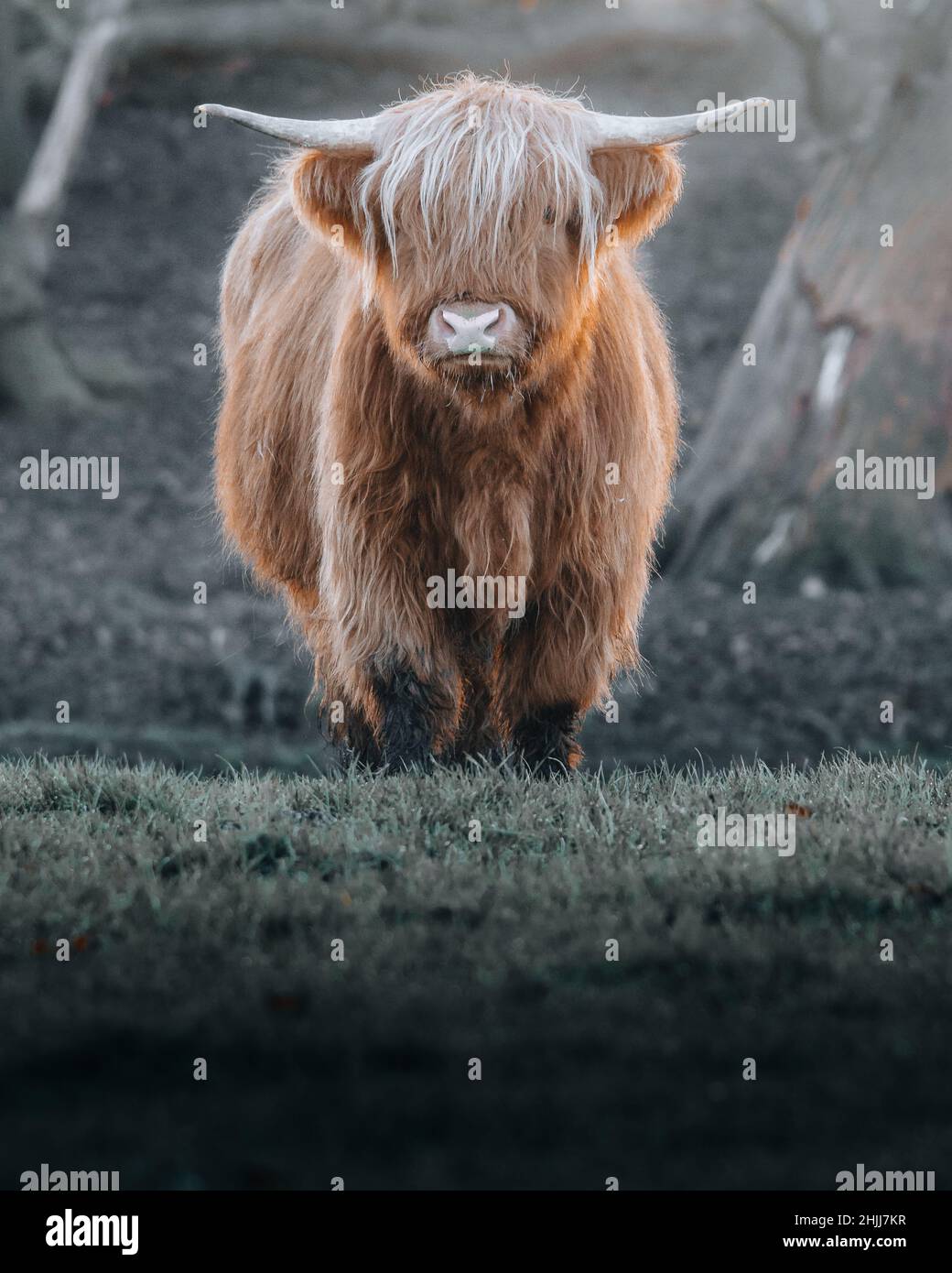 Vertical shot of a highland cattle standing in the field Stock Photo ...